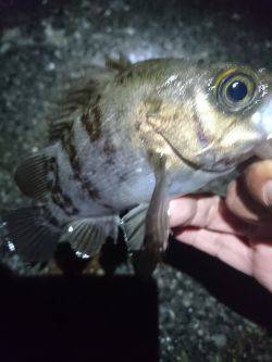 雨上がりのメバリング