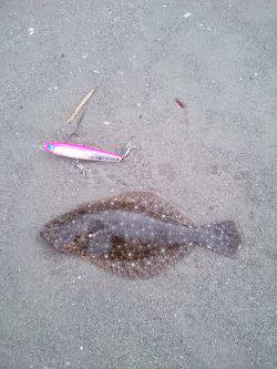 キスが釣りたくて