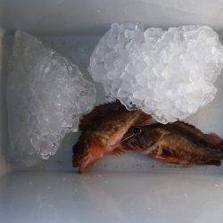 ガシラの穴釣り