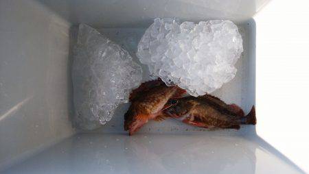 ガシラの穴釣り