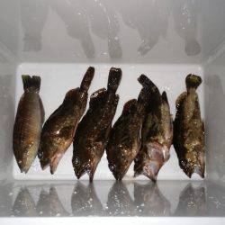 洲本港のテトラで穴釣り