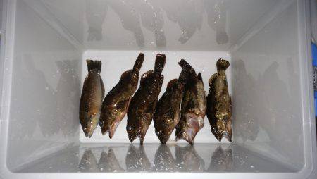 洲本港のテトラで穴釣り