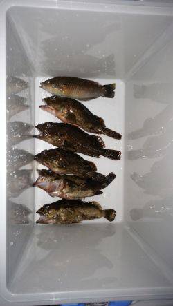 洲本港のテトラで穴釣り