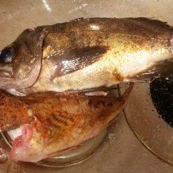 探り釣りで根魚