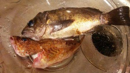 探り釣りで根魚