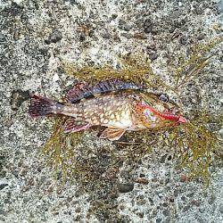 今日も下津周辺へ