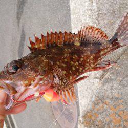 テトラで穴釣り