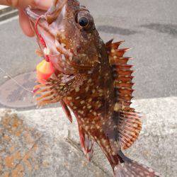 テトラで穴釣り