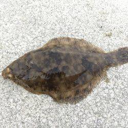 ちょい投げしてみました。