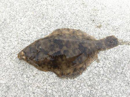 ちょい投げしてみました。