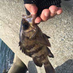 朝マズメからのガシラ釣り