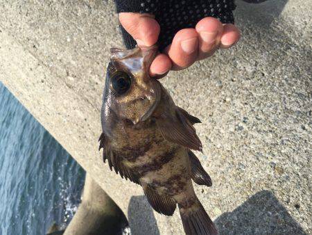 朝マズメからのガシラ釣り