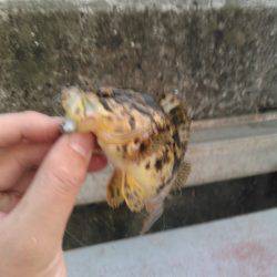 メバルを求めて