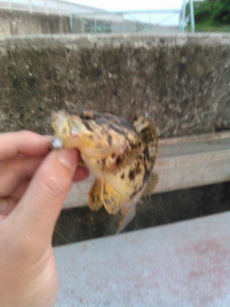 メバルを求めて