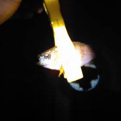 子連れメバリング