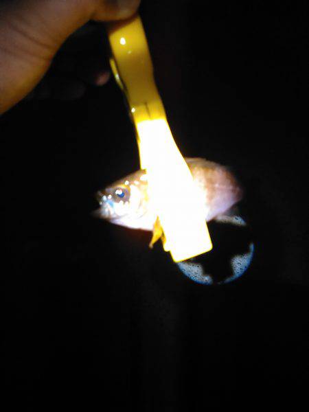 子連れメバリング