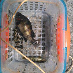 丸々太ったメバル