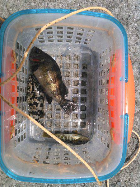 丸々太ったメバル