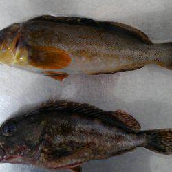 久しぶりのおみやげ(^_^)