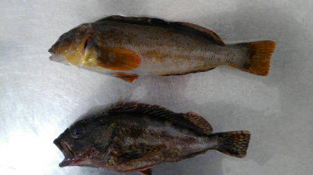 久しぶりのおみやげ(^_^)