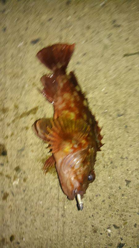 ガシラに救われる