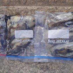 こうちゃん祭り！