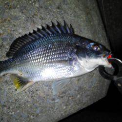 淀川ブリームゲーム！