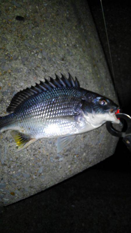 淀川ブリームゲーム！