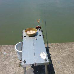 稚鮎初めてです