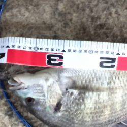 今年初、よく釣れました！