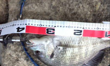 今年初、よく釣れました！