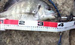 今年初、よく釣れました！