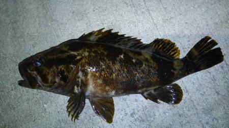 湾奥も賑わってます♪