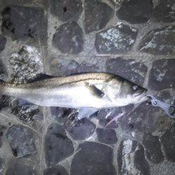 雨後に良型シーバス