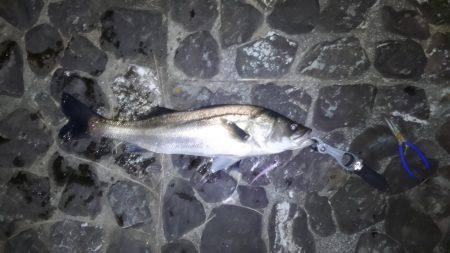 雨後に良型シーバス