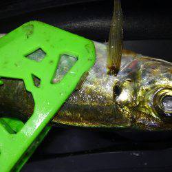 連休メバリング