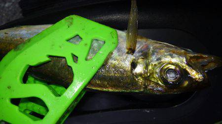 連休メバリング