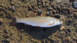 寄り道でヒラセイゴ、マルタ・・・