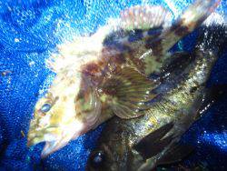 メバルいました。