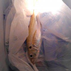 遠投サビキ～(^^)v