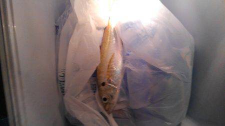 遠投サビキ～(^^)v