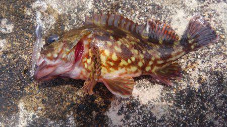 ミップル周辺で釣りをする(笑)。