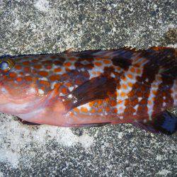 ミップル周辺で釣りをする(笑)。