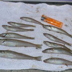 ピンギスモードに突入か