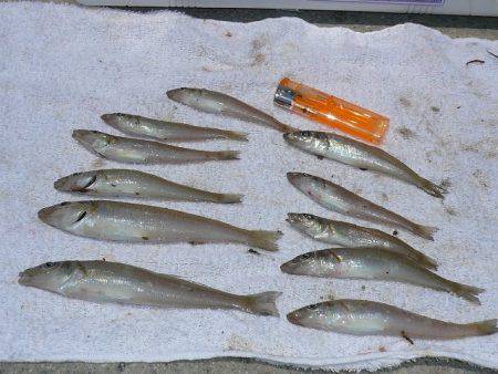 ピンギスモードに突入か