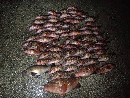 ライトワインドで爆釣♪