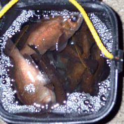 風があるからプラッキング♪