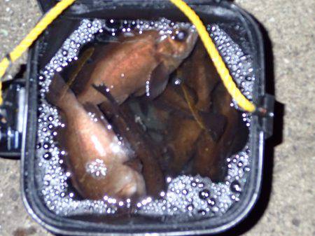 風があるからプラッキング♪