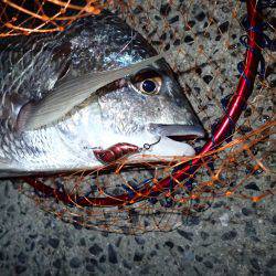 サーフでドン！