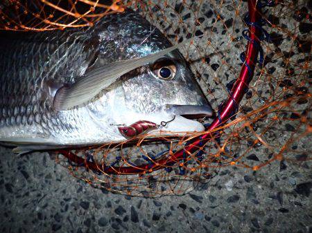 サーフでドン！